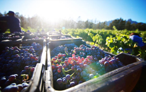 Ellijay vineyard view during fall harvest
